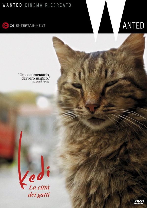 Edizione DVD di Kedi – La città dei gatti